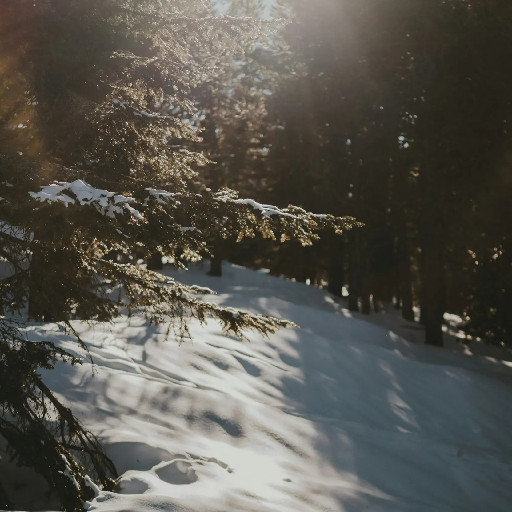 Lichtung in einem verschneiten Wald, mit Sonnenstrahlen, die durch die Tannenzweige fallen und den makellosen Schneeboden erhellen.